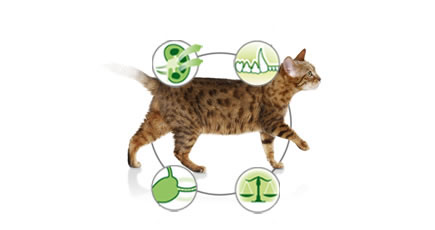 Pro Plan Cat Adult Sterilised Renal Plus losos 400g