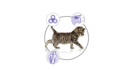 Purina Pro Plan CAT JUNIOR Krůta kapsička 85g