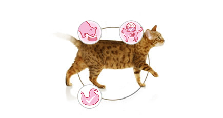 Purina Pro Plan Cat Delicate krůta 85 g