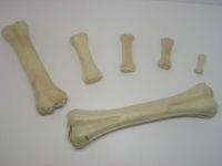 BÍLÁ KOST 16-17cm 1ks